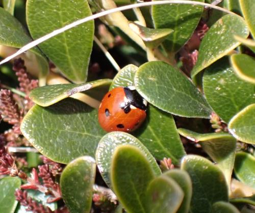 Réf. 321 252 : Coccinella septempunctata